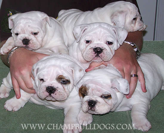 English Bulldog puppies